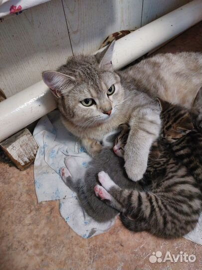 Котята от британской кошки