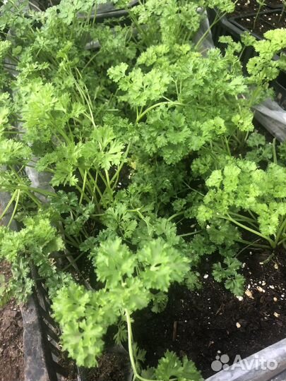 Рассада овощей