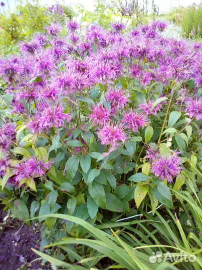 Многолетние цветы