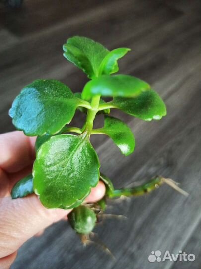 Каланхоэ ростки (комнатное растение)