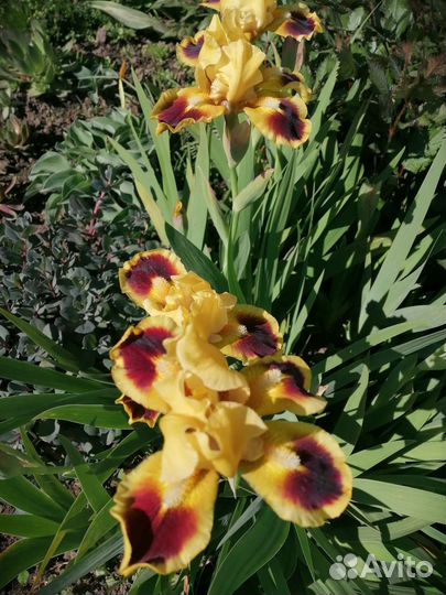 Ирисы низкорослые