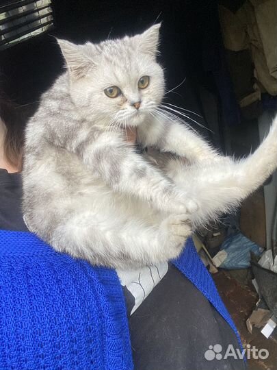 Кошка в дар бесплатно шотландская мраморная