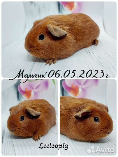 Морская свинка