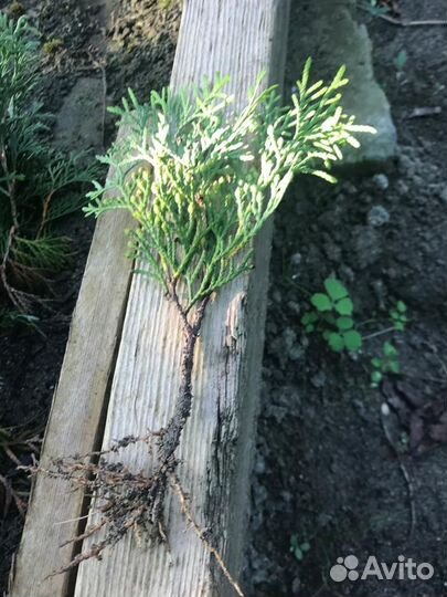 Продаются саженцы хвойных растений