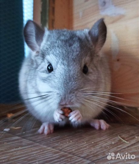 Шиншилла (мальчик)