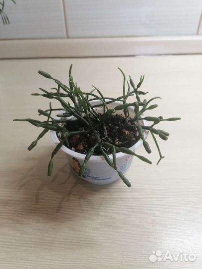 Пилея кадье. Хатиора