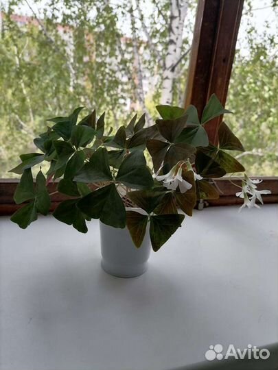 Оксалис (кислица)