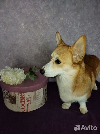 Шляпа новая