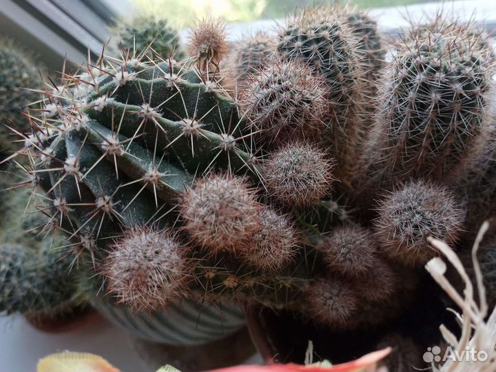 Суккуленты и кактусы