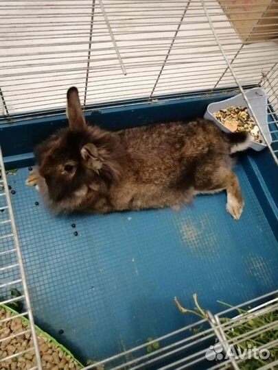 Передержка домашних животных