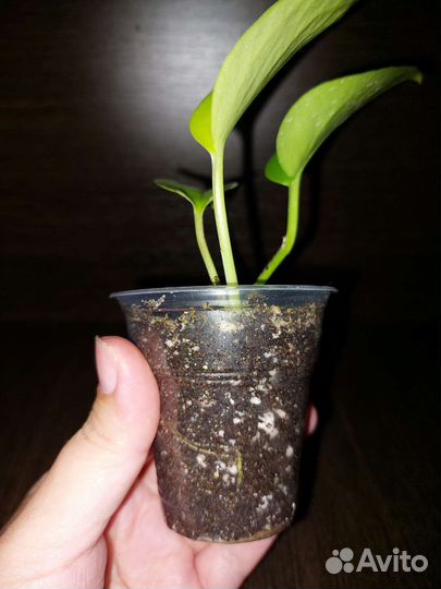 Эпипремнум неон