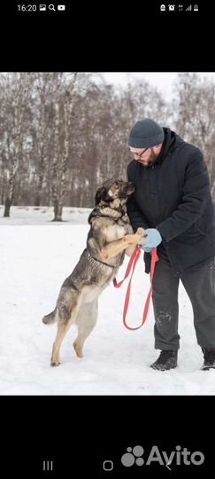 Собака ждёт хозяина в приюте