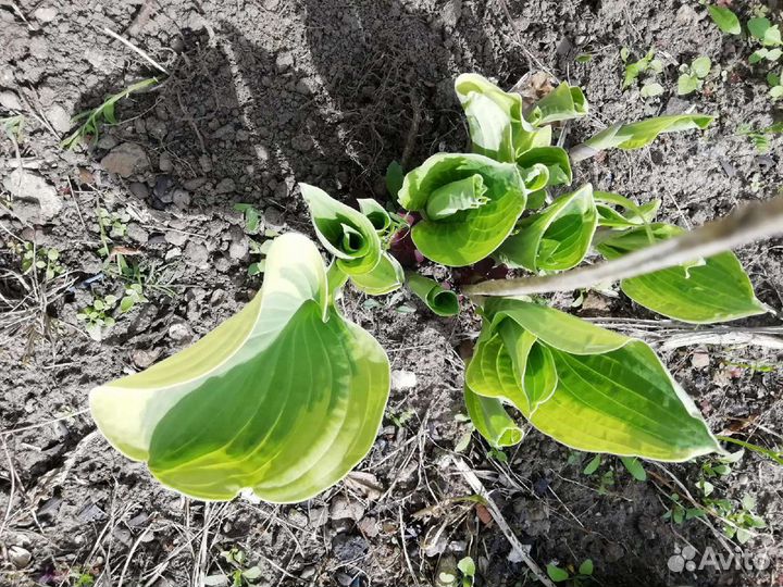 Хоста дев виноград