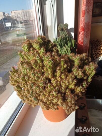 Кактус (скала)