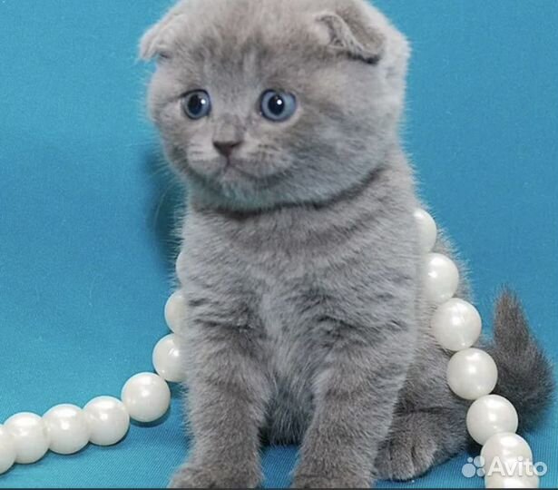 Британские плюшевые котята