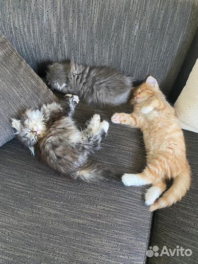 Настоящие сибиряки