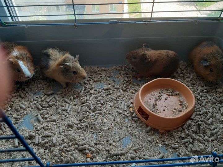 Морские свинки