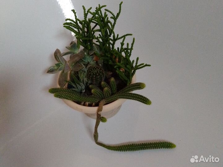 Гавортии,др. суккуленты