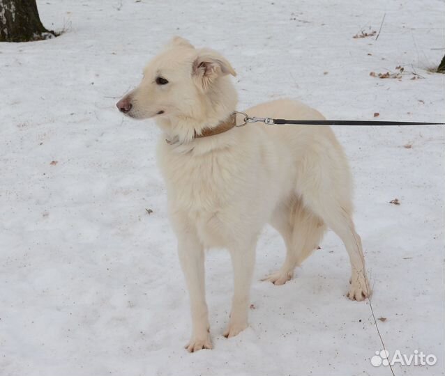 Умка ищет дом