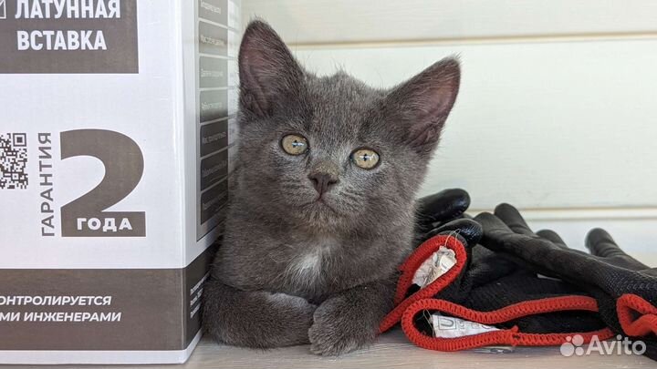 Котята в добрые руки мальчики