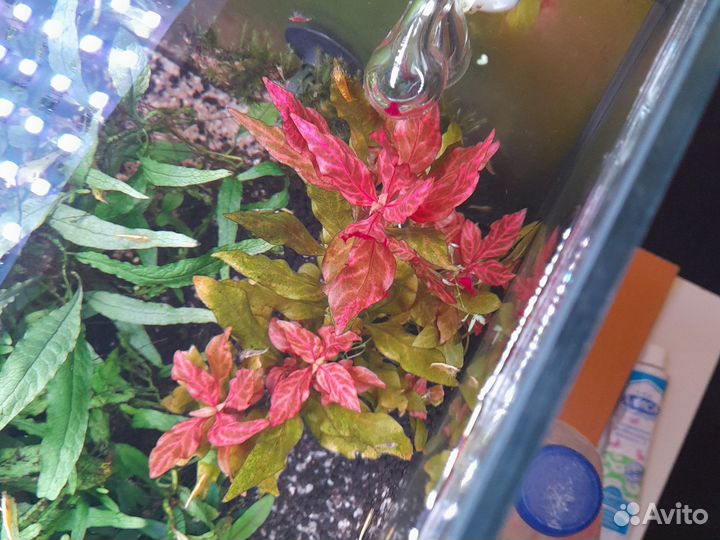 Аквариумные растения наборы, креветки