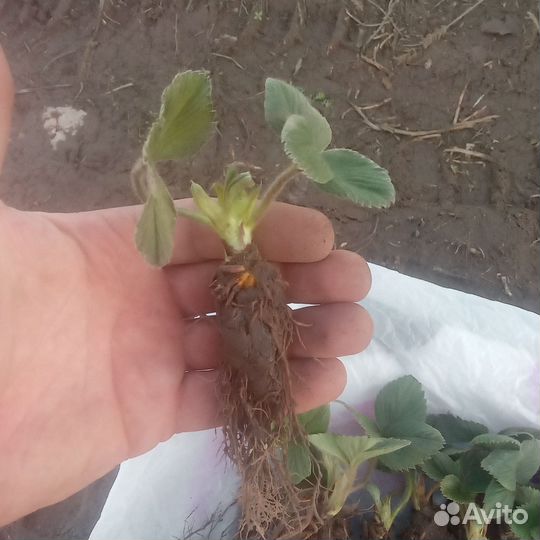 Рассада клубники Чёрный принц, Клери, Привоз 28.05