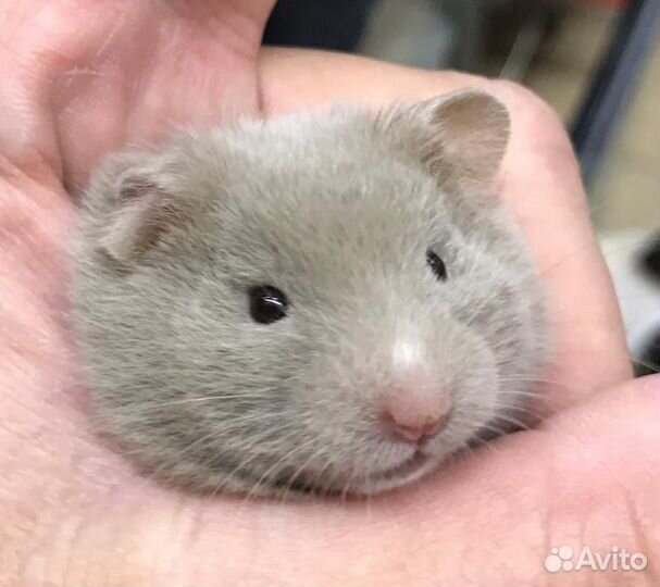 Самые ручные голубые рыжие коричневые хомяки