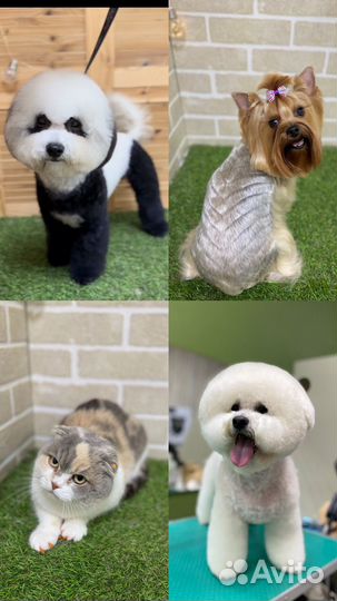 Груминг натухаевская