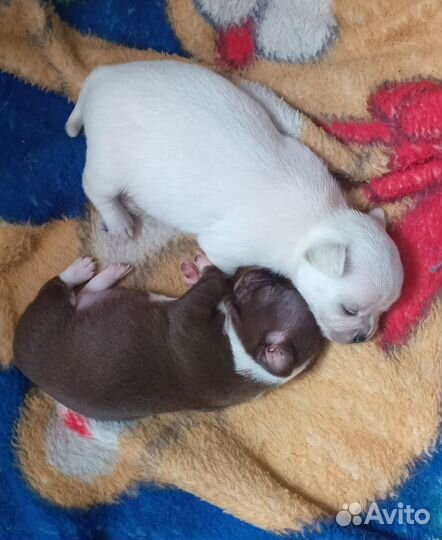 Щенки чихуахуа