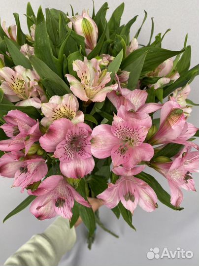 Альстромерия букет