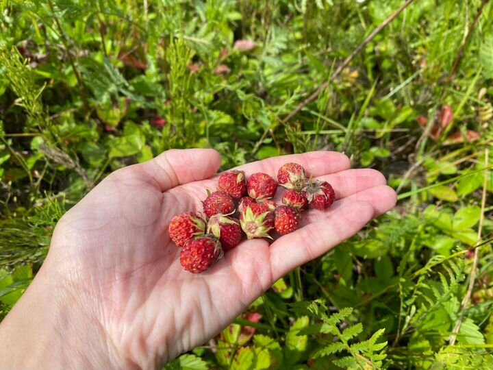 Участок 15,4 сот. (СНТ, ДНП)