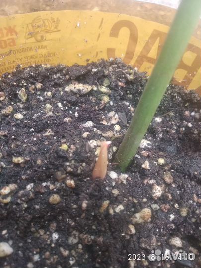 Ректофиллум удивительный (церцестис)