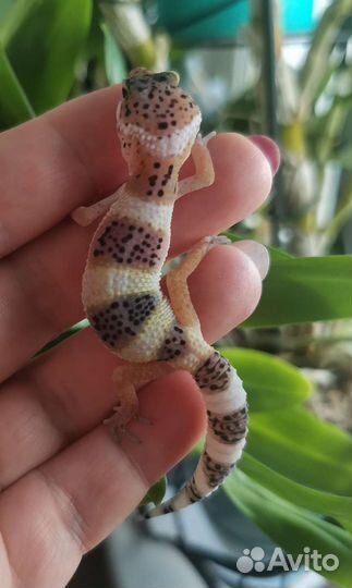 Эублефары малыши