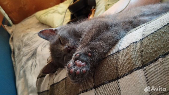 Отдам котенка в добрые руки