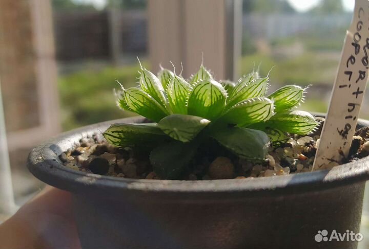 Хавортии. Суккуленты