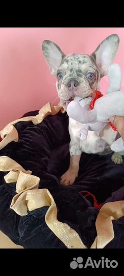 Голубоглазые сестренки с родословной