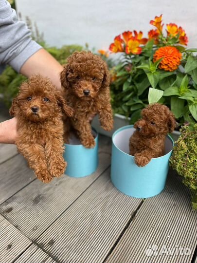 Той-пудель щенки РКФ