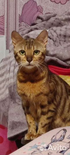 Взрослая особь