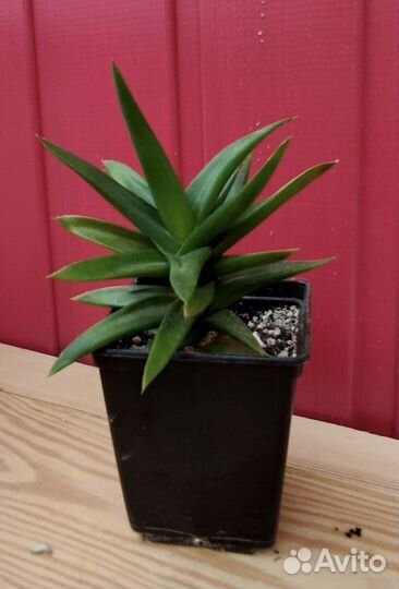 Суккуленты разные