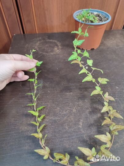 Комнатные цветы