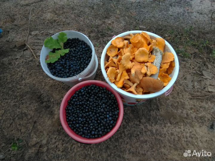Черника