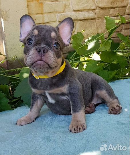 Французский бульдог щенки лиловый