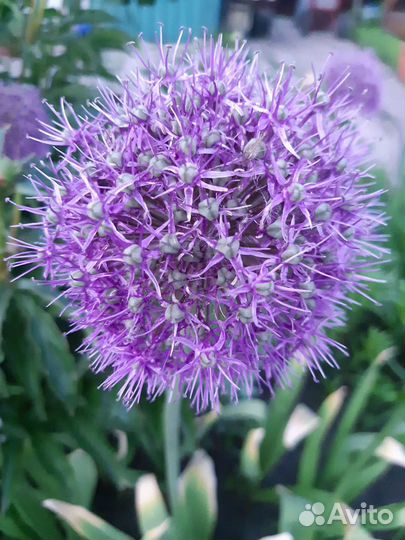 Луки декоративные