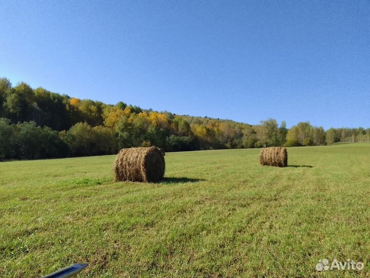 Продам сено в рулонах