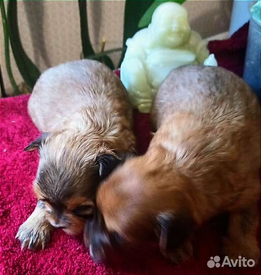 Йоркширский терьер