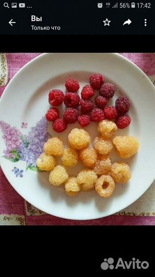 Малина Желтый гигант