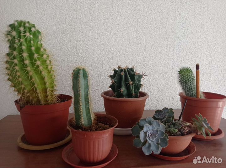 Кактусы и суккуленты