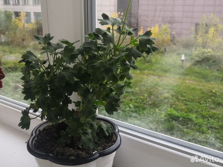 Пеларгония