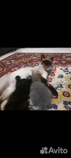 Котята