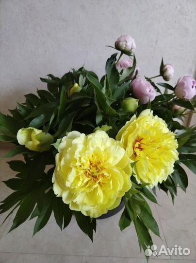 Корень жёлтого пиона